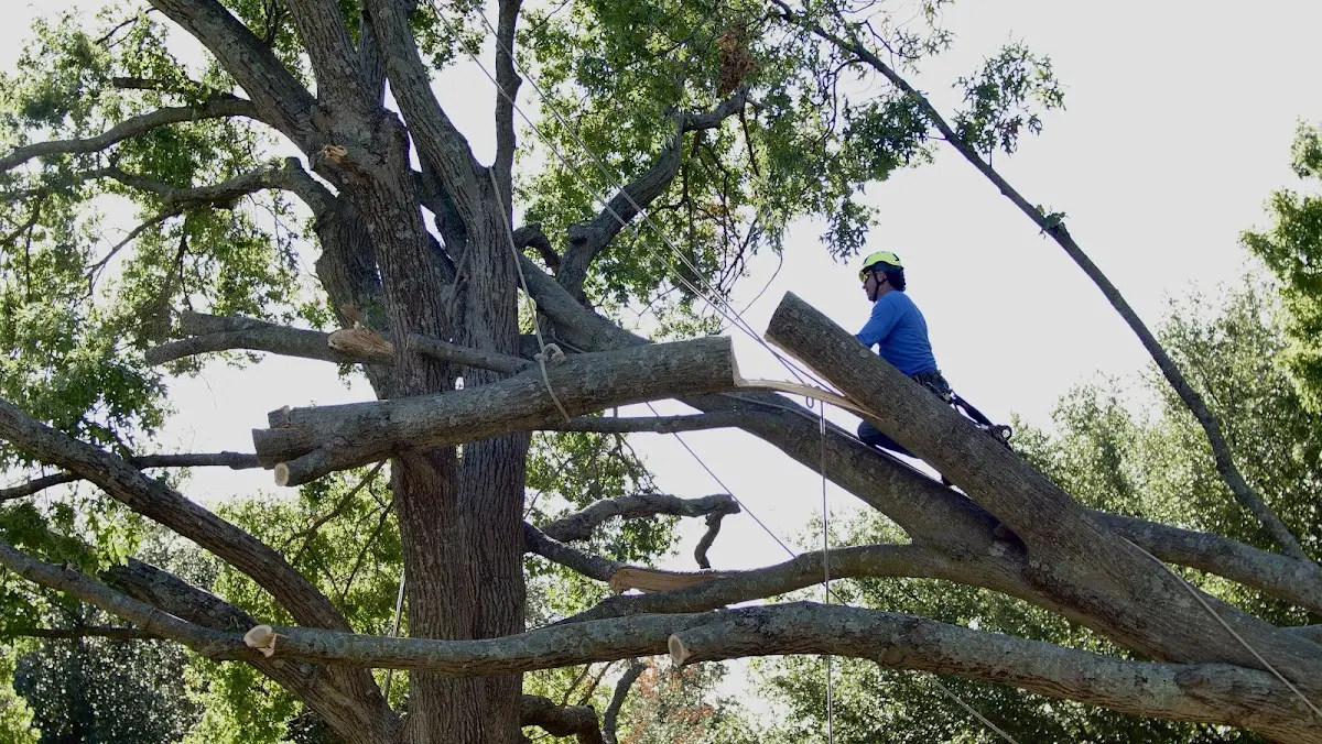 Professional Hazardous Tree Removal performed by certified arborists in Sanger
